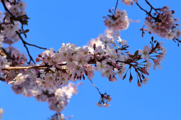 Close-up of blooming cherry tree branch under a clear blue sky in spring.