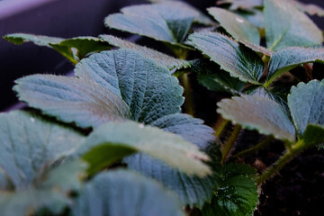 Close-up of dark green strawberry leaves