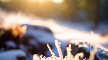 Close-up of frosted moss with ice crystals, sunlight shining through blurred background - Powered by Adobe
