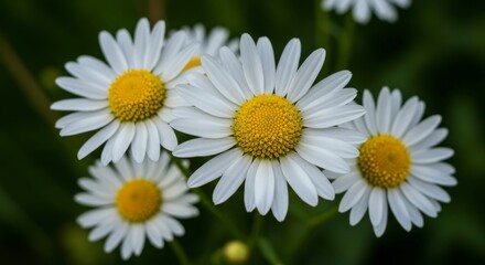 Close-up of four daisies with bright yellow centers and white petals against a blurred green background