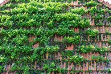 Many wild Plants  on roof tiles