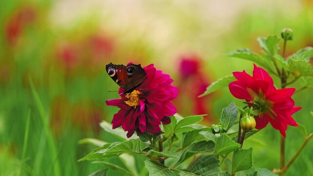 Slow motion of big brown Machaon butterfly gathering nectar from the flower. Macro footage.