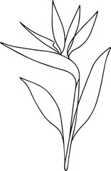 Bird of Paradise Line Drawing Flower Design