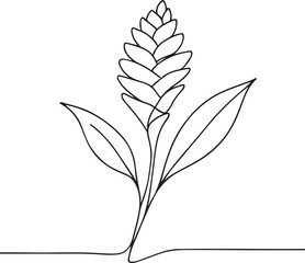 Detailed Ginger Flower Line Art Vector
