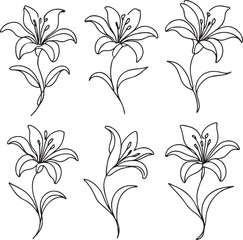 Lily Flower Botanical Line Drawing Vector