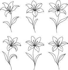 Blooming Lily Flower Line Drawing Art