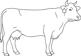 Line drawing of a side-profile cow, showing details of its body and horns.