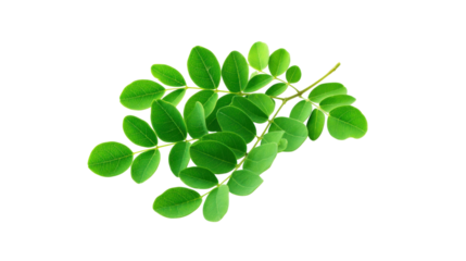 Moringa Oleifera Branch with Green Leaves on Transparent Background