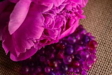 A lush pink peony in exquisite detail, contrasting with a scattering of purple beads on a textured background. Perfect for floral art, decorative themes, or beauty concepts, design inspiration
