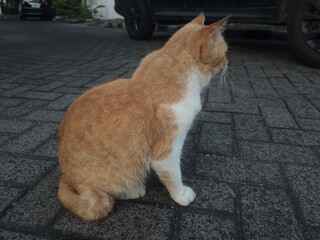 A cat sitting on a paved surface, looking to the side