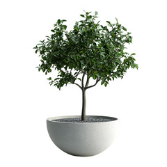 Small green tree in a round concrete pot, isolated on transparent background