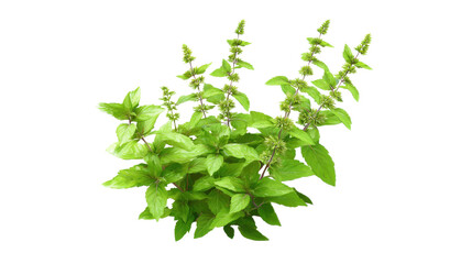 Fresh Basil Plant with Flowers Isolated on Transparent Background