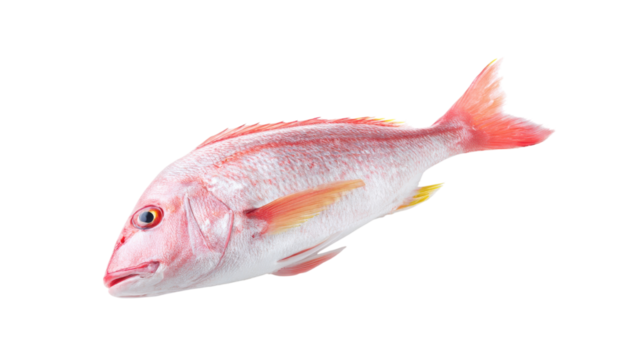 Fresh Red Snapper Fish Isolated on Transparent Background