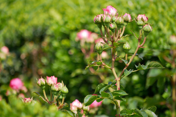 Pink rose buds growing on a bush in the garden