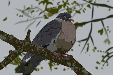 An illustration of a pigeon
