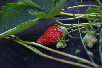 Ripe Strawberry Growing in Garden