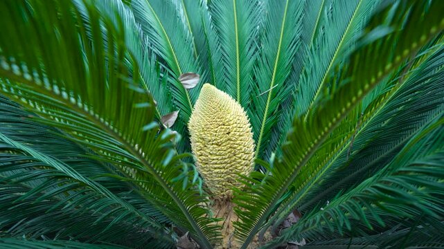 The ornamental green plant cycas in the courtyard