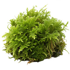 Close up of lush green moss isolated against a black background displaying natural beauty