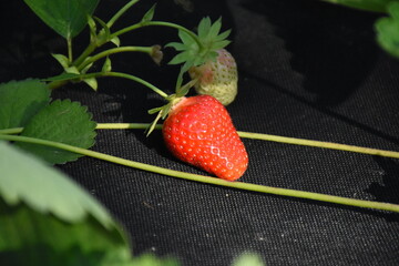 Ripe Strawberry Growing in Garden