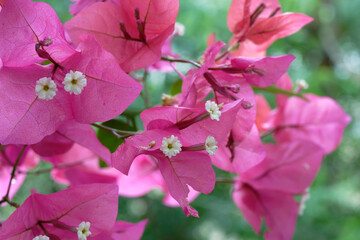 close up of pink bougainvillea