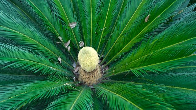 The ornamental green plant cycas in the courtyard