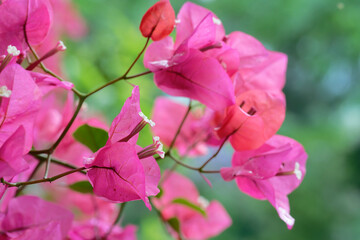 close up of pink bougainvillea