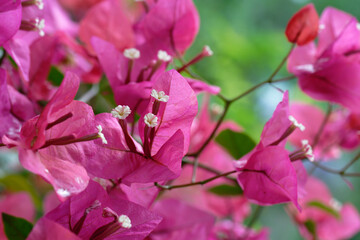 close up of pink bougainvillea