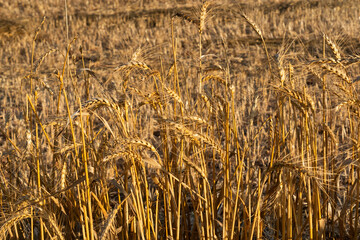 A golden wheat field for flour, for human consumption