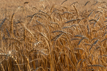 A golden wheat field for flour, for human consumption