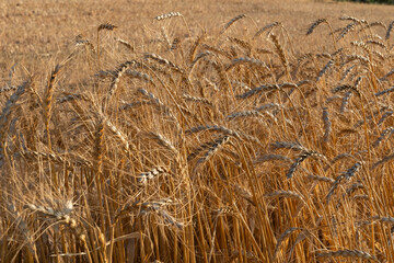 A golden wheat field for flour, for human consumption