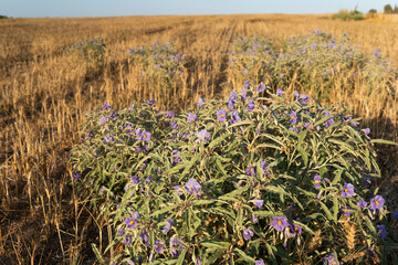 Solanum olives invades purple flower gods