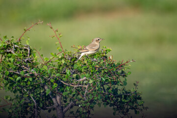 the northern wheater on the bush