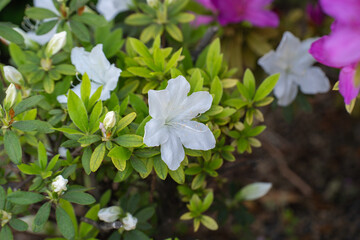 春の庭を彩る白いツツジの花