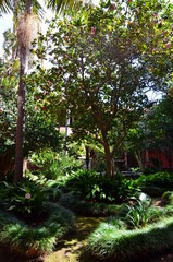 Lush green vegetation in a courtyard off Saint Agustin street in San Christobal de La Laguna, Tenerife