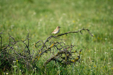 the northern wheater in the  branch