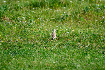 the northern wheater in the  grass