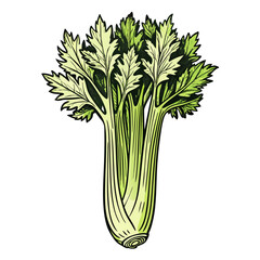 Fresh celery stalk illustration with green leaves on white background