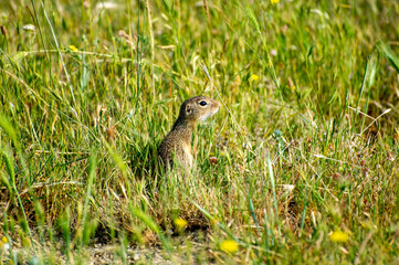 european ground squirrel eating in green grass