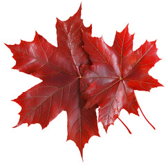 Two red maple leaves isolated on transparent background