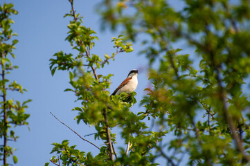 red-backed shrike perched on a tree branch 