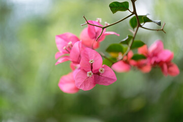 pink bougainvillea in the garden