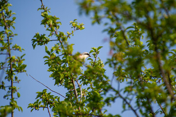red-backed shrike perched on a tree branch 