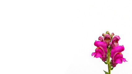 Naklejka premium Single Pink Snapdragon Spike