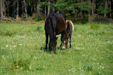 horse and foal grazing on the meadow