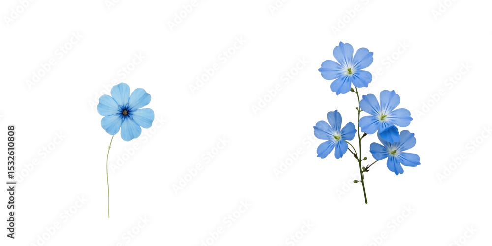 Poster blue forget-me-not flowers isolated on transparent background featuring single bloom with stem and c