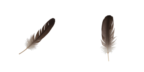 Two dark feathers isolated on a transparent background with intricate details highlighting the structure and texture of each feather against a transparent backdrop.
