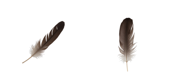 Two dark feathers isolated on a transparent background with intricate details highlighting the structure and texture of each feather against a transparent backdrop.