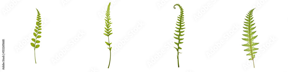 Poster vertically arranged fern leaves isolated on transparent background displaying various shapes and tex