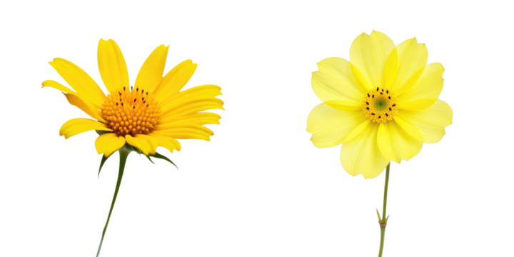 Two distinct yellow wildflowers isolated on a transparent background featuring one flower with prominent petals and central disk and another with broad flat petals and central stamen