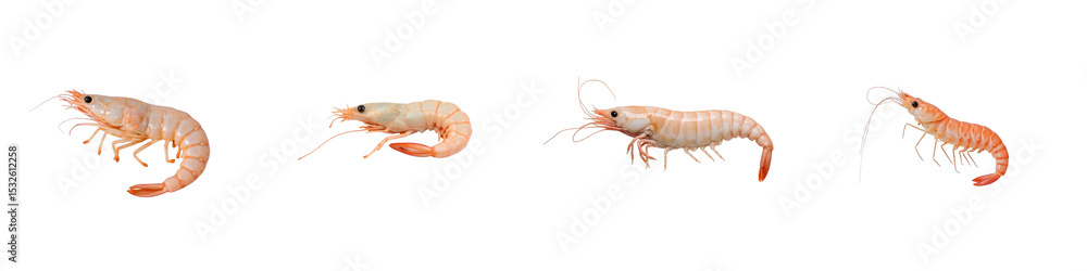 Poster raw shrimp arranged on a transparent background displaying different positions of each shrimp isolat